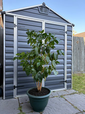 Large Coffee Plant Coffea
