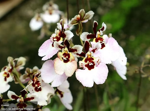 Rare tolumnia jairak - rare,