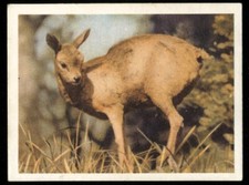 Tobacco Card, UTC, OUR SOUTH