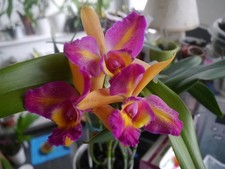 Cattleya Blc. Shiniti Ishikawa