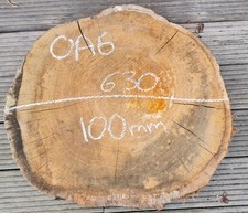 Oak Burr burl Cookie Slice