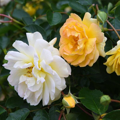 Rose scentifall lemon - 'scentifall, lemon'