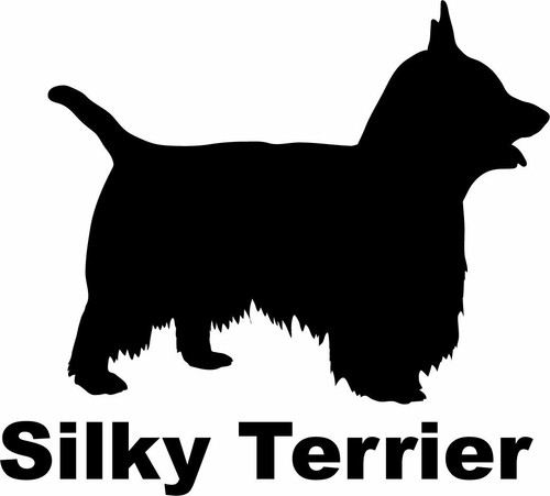 Silky terrier - silky,