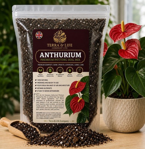 Terra life company anthurium - &,