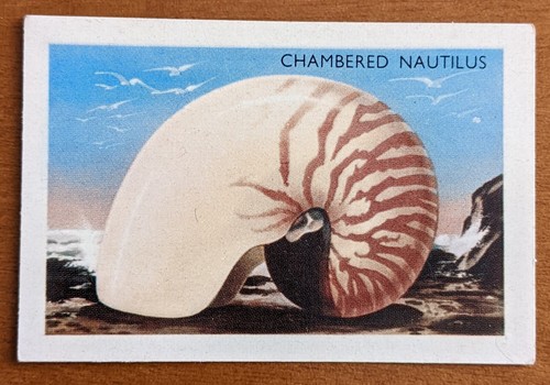 Shell vintage 1960 - shell, 1960,