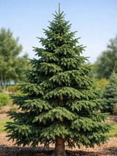 Norway Spruce Tree 2-3ft Tall