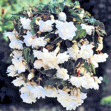 6 White Begonia Pendula Trailing Hanging Basket Flower Garden Large Bulbs Tubers