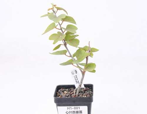 Pot 5cm raresucculent plant - pot,