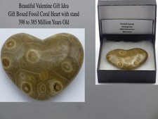 Fossil Coral Hexagonia Heart