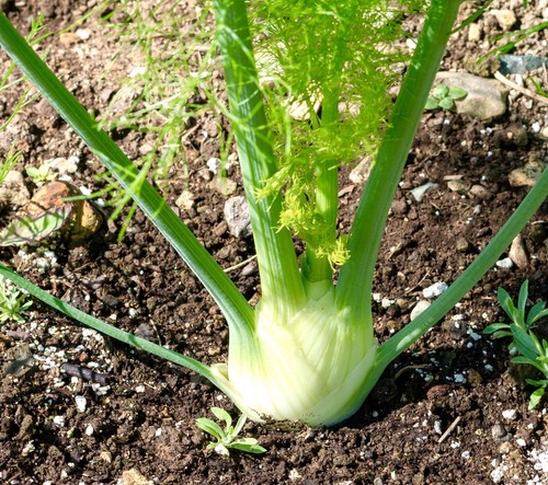 350x florence fennel zefa - 350x,