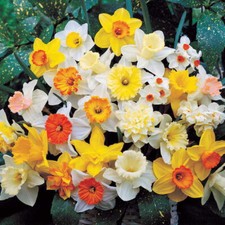 Daffodil Mixed Colours Bed Border Healthy Spring Flowers Bulbs Plants