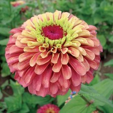 50 Seeds Queen Red Lime Zinnia