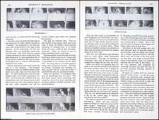 FARMING PHEASANTS. BY J.T