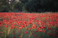 POPPY Red seeds Common Field
