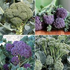 Broccoli Seeds - Huge