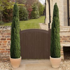 Evergreen Trees, Italian Cypress Pair, Tall Thin Patio, 2 x 90-120 Tall Plants