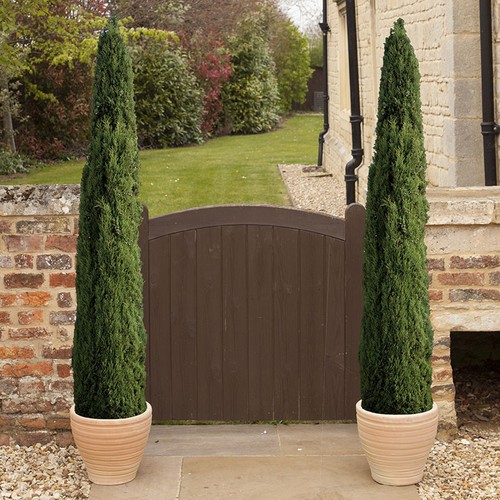 Evergreen trees italian - evergreen,