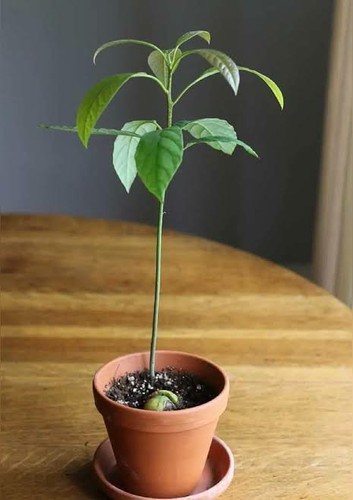 Avocado seedling for sale - seedling,