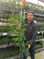 Leylandii Hedging Conifers