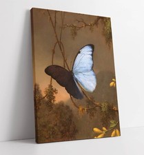 BLUE MORPHO BUTTERFLY BY MARTIN JOHNSON -FRAMED CANVAS WALL ART PICTURE PRINT