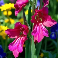 Gladioli Byzantinus Spring Bulbs - UK Hardy Perennial Magenta Pink Flowers