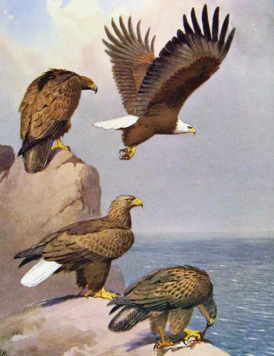 Old antique print - print, hawks