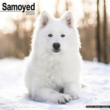 Samoyed 2026 Calendar | Dog