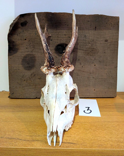 Deer skull with antlers - skull,