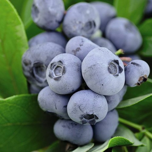 Blueberry fruit bush x - blueberry,