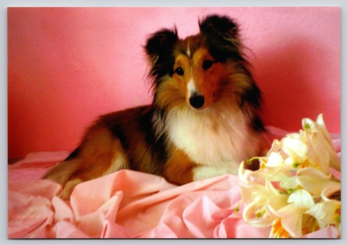 Postcard sheltie shetland - postcard,