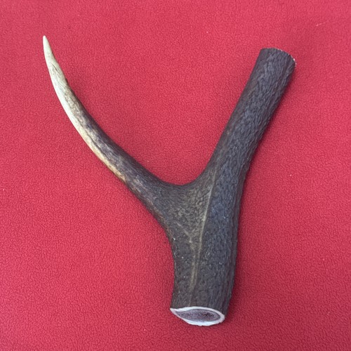 One piece deer antler - one,