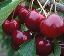 Dwarf sweet cherry