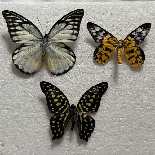 Entomology butterfly specimen - butterfly,