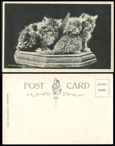 Cats kittens dreaming - cats,