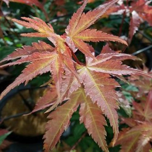 Acer brown sugar plant - acer,
