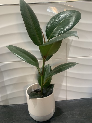 Rubber plant 12cm pot - in, a