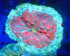 WYSIWYG Mini Maxi Marine Corals