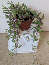 Well Established String Of