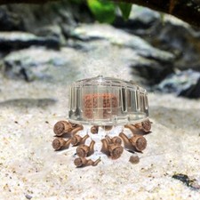 Aquarium Fish Grass Tank Plant