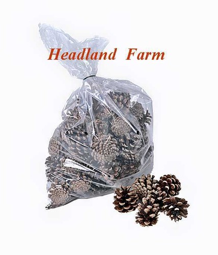 Natural fir pine austriaca - natural,
