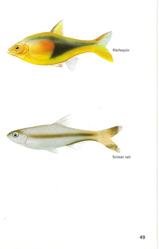 Vintage exotic fish - , print