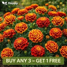 French Marigold Spanish