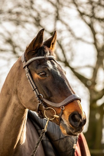 Equipride anatomical bridle - equipride,