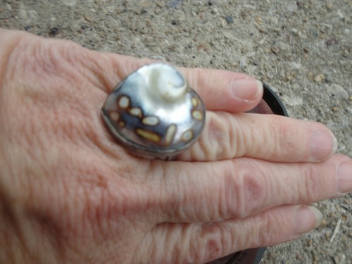 Vtg pearl nautilus - vtg,