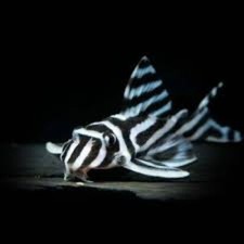 High Quality L046 Zebra Pleco
