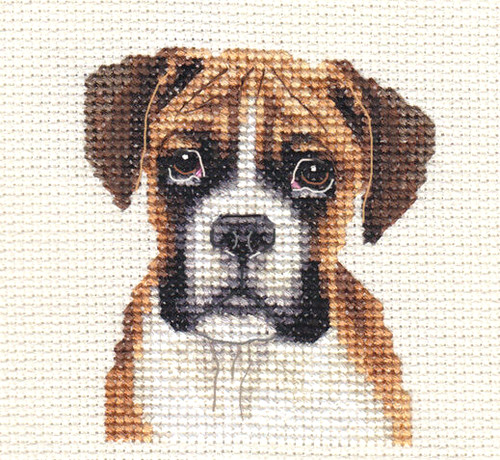 Red boxer puppy dog full - boxer,