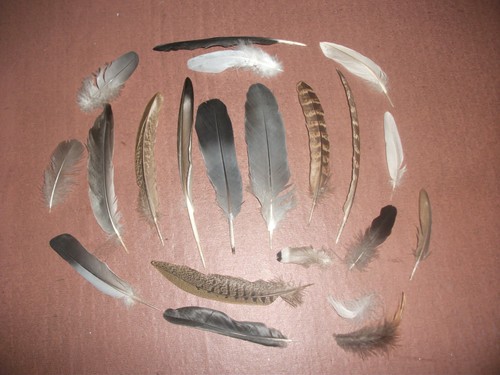 Natural birds feathers - 21,