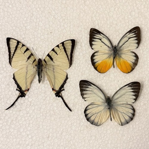 Entomology butterfly specimen - entomology,