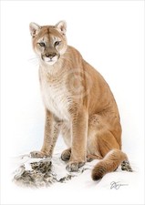 MOUNTAIN LION colour pencil