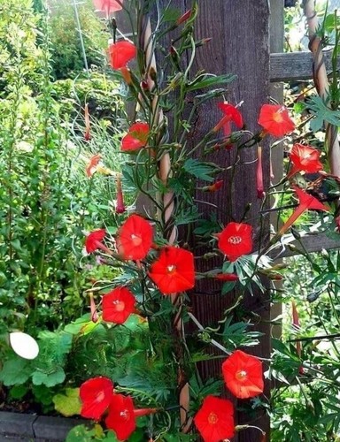 Morning glory ipomea red - morning, 'red